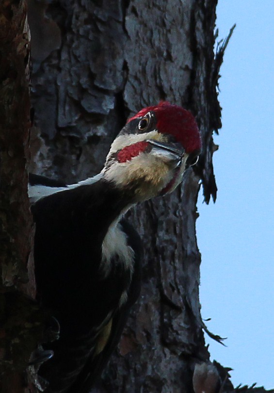 The Florida Pileated Woodpecker -- a subspecies of the Pilieated Woodpecker and my favorite of all the woodpeckers -- is about the size of a crow. This one enjoys a game of peekaboo!