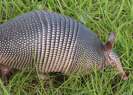 Here we can see why this Armadillo species is dubbed the Nine-Banded Armadillo. Though the Armadillo is not native to Florida, it is common. This one lives at Allapattah Flats in Palm City, Florida.
