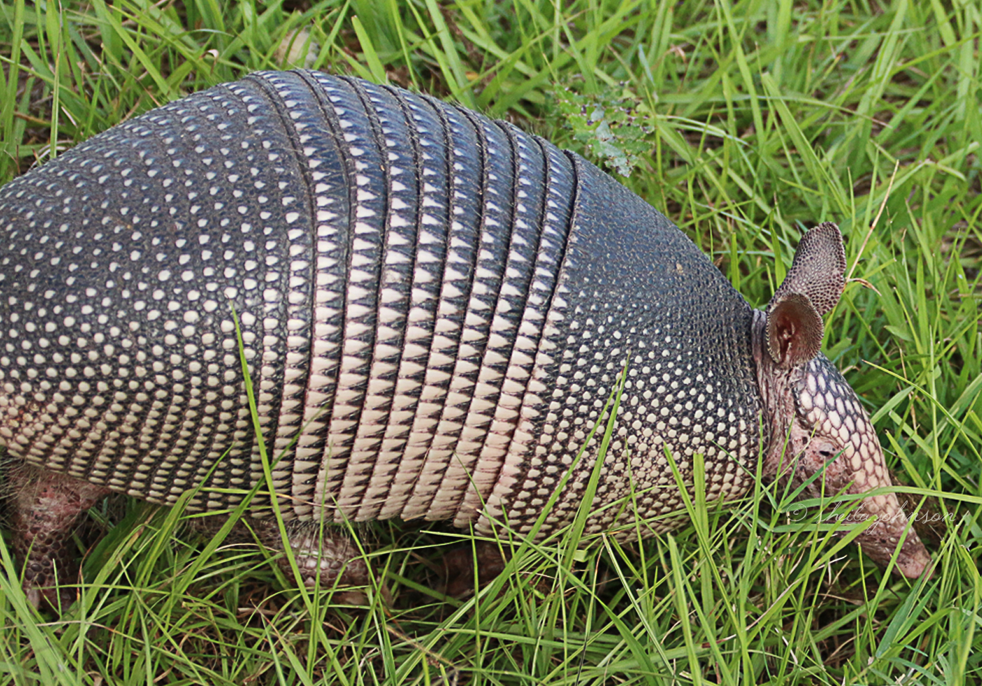 Here We Can See Why This Armadillo Species Is Dubbed The Nine-Banded Armadillo. Though The Armadillo Is Not Native To Florida, It Is Common. This One Lives At Allapattah Flats In Palm City, Florida.