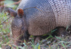 The Nine-Banded Armadillo Depends On Its Sense Of Smell To Get Around, Sense Danger, And Forage For Food, As It Has Horrible Eyesight. Its Eyesight Is So Bad, In Fact, That If You Are Very, Very Quiet (And Don't Smell Much), You Can Get As Close As A Few Feet Away, And They'll Never Know!
