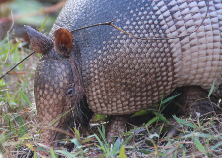 The Nine-Banded Armadillo depends on its sense of smell to get around, sense danger, and forage for food, as it has horrible eyesight. Its eyesight is so bad, in fact, that if you are very, very quiet (and don't smell much), you can get as close as a few feet away, and they'll never know!