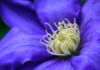 A Flower Does Not Compete; It Just Blooms. This Purple Clematis Is Perfection, Regardless Of The Flowers Blooming Adjacent To It.