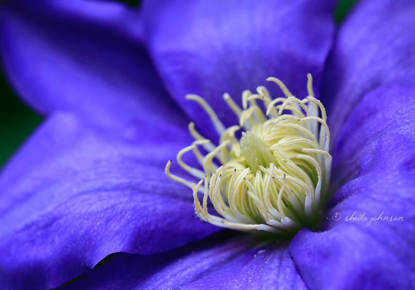 A Flower Does Not Compete; It Just Blooms. This Purple Clematis Is Perfection, Regardless Of The Flowers Blooming Adjacent To It.
