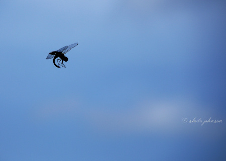It's hard to see, when they're flying full-speed ahead, but dragonflies sure do some amazing mid-air acrobatics.
