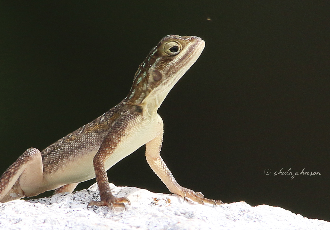 This Agama Lizard Reminds Me Of The Thinker, Regardless That The Pose Is Different. She Seems To Be Considering Whether Or Not To Have That Little Bug For A Pre-Dinner Snack.