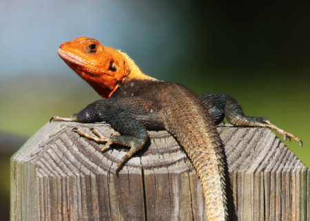 The Agama Lizard (aka rainbow lizard) is invasive to south Florida, and, sadly, eats native Anole Lizards. They are, however, interesting to watch and display the most amazing coloring.