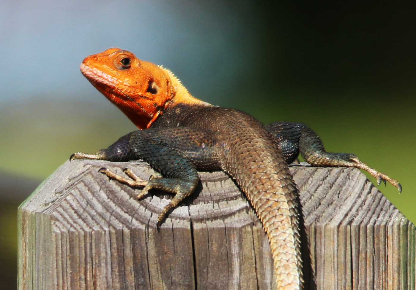 The Agama Lizard (Aka Rainbow Lizard) Is Invasive To South Florida, And, Sadly, Eats Native Anole Lizards. They Are, However, Interesting To Watch And Display The Most Amazing Coloring.