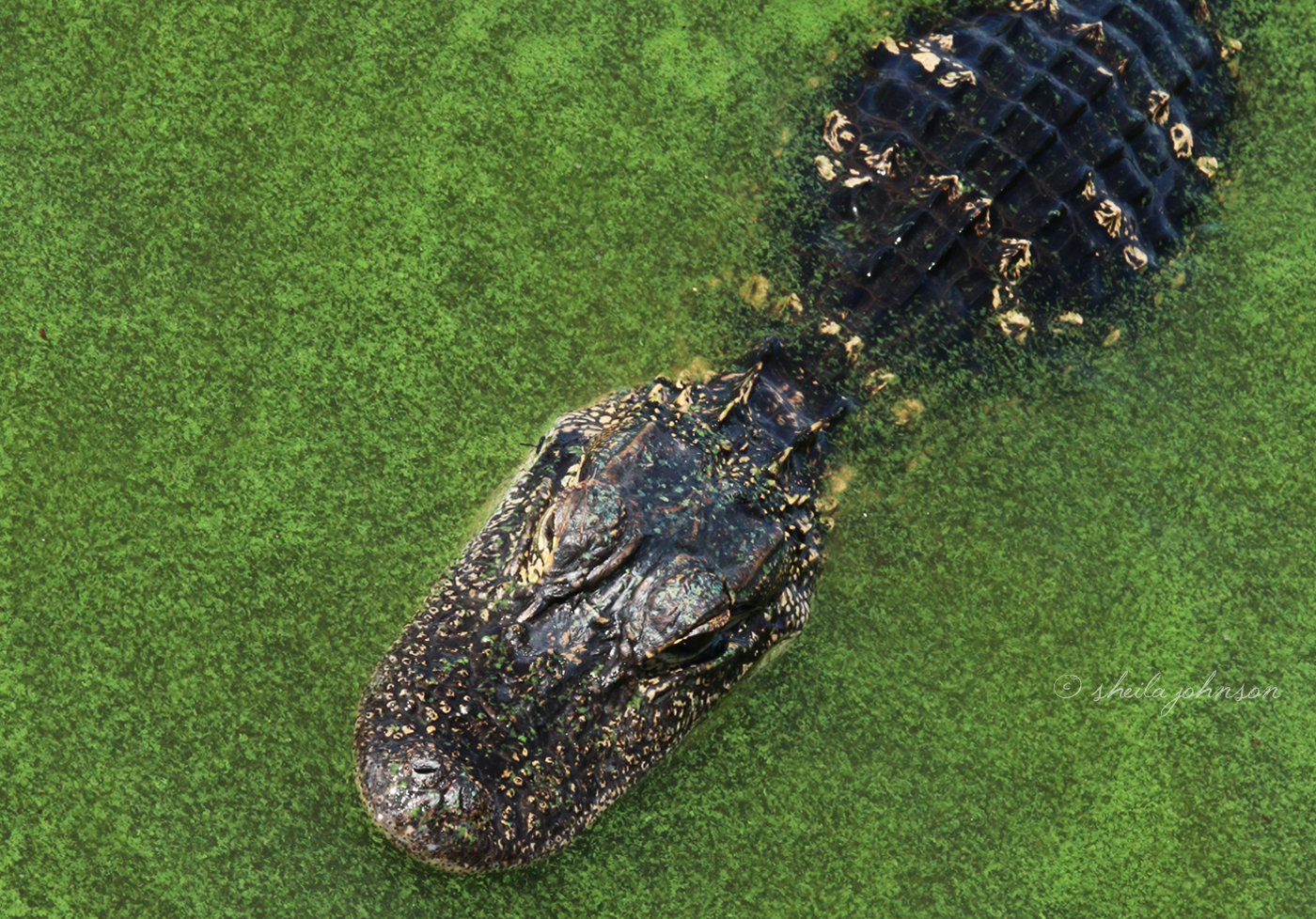 We Went To Shoot Algae For This Post And Stumbled Upon This Alligator In A Place Where We Honestly Didn't Expect To See One. Changes In Nature Cause Changes In Wildlife Behavior, And You Are As Likely As We To See Dangerous Wildlife In The Most Unexpected Places.