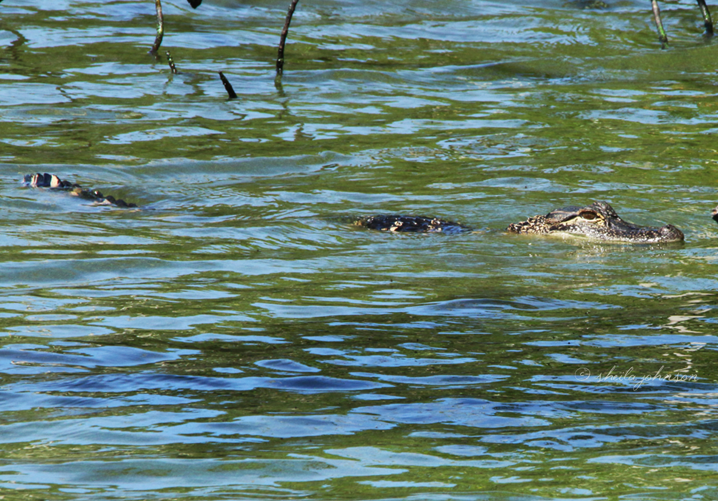 Alligators Can Be Seen (Or Maybe Not So Much) Among The Mangrove Tree Roots Along Shorelines Of Fresh And Brackish Water Bodies Throughout Florida. Caution Is Your Friend!