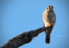 The American Kestrel Is The Smallest Falcon In North America. So Small, In Fact, That It's Easily Mistaken For Anything But A Falcon, When Spied High Atop A Naked Tree Branch Or Light Pole.