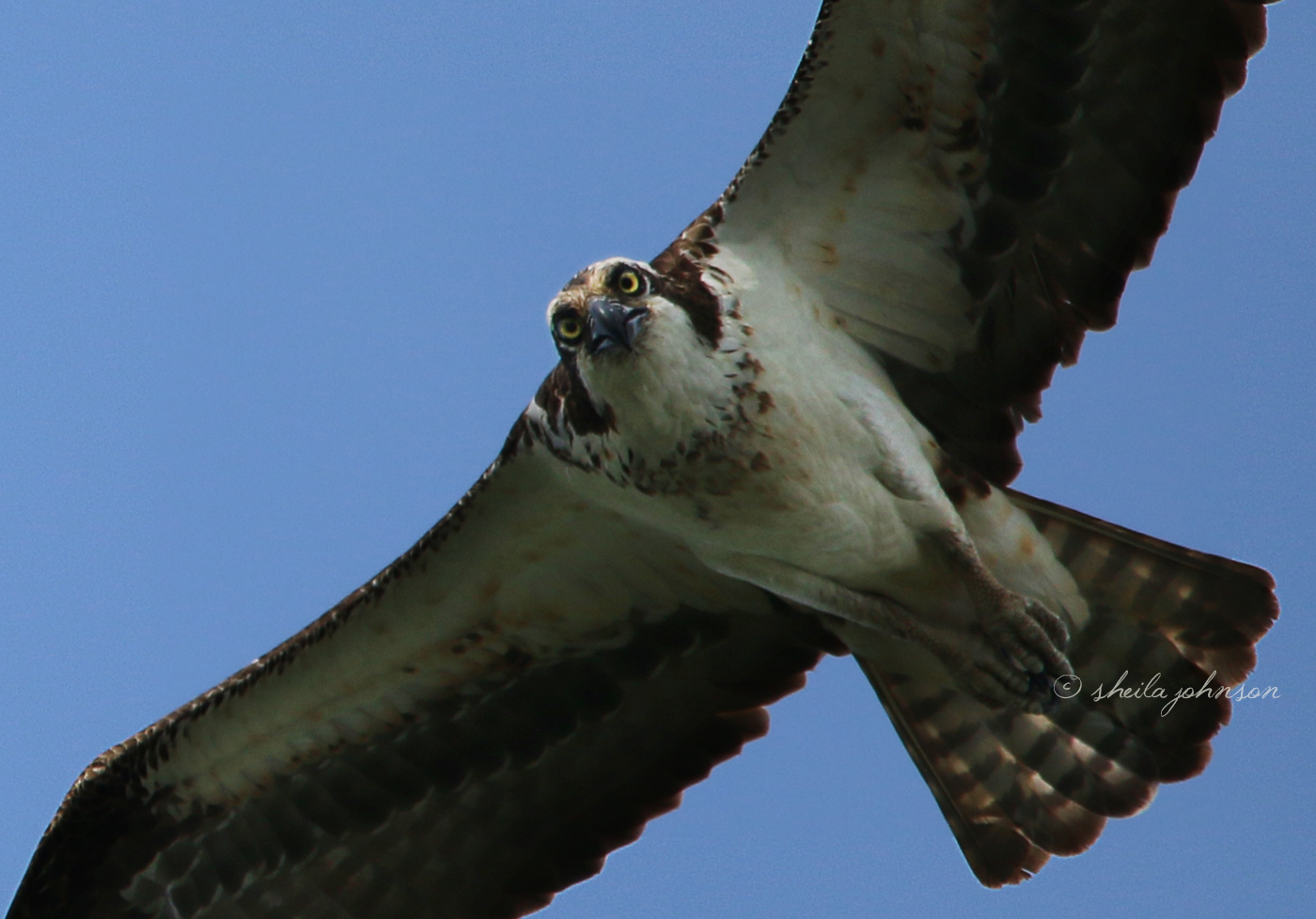On This Particular Day, Mama Osprey Isn't Just Defending Her Nest, She Seems Downright Angry With Me! I Thank Her For The Shot, Though!