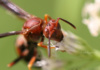 Wasps Are Neither Bees Nor Ants, Though They Look Like They Could Easily Be A Cross Between The Two. Did You Know That Wasps Have Been Around Since The Jurassic Period?