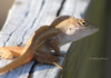 A Handsome Cuban Brown Anole Lizard Gives A Sly Sideways Glance. Not Sure If He's Flirting Or Sizing Me Up -- Or Both!