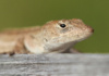 The Brown Anole Lizard, Native To Cuba And The Bahamas, Was Introduced To The United States In 1970S. We Often Confuse It With The Native Species, The Green Carolina Anole, Which Can Change Color To Brown. The Most Distinctive Difference Is That The Brown Anole Is Patterned And The Carolina Is Not.