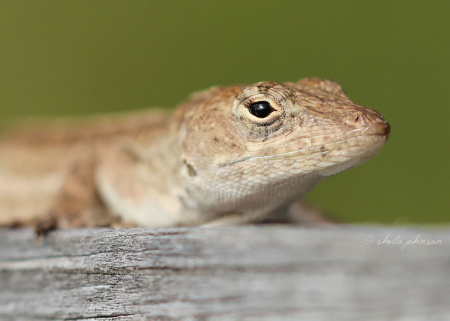 The Brown Anole lizard, native to Cuba and the Bahamas, was introduced to the United States in 1970s. We often confuse it with the native species, the green Carolina Anole, which can change color to brown. The most distinctive difference is that the Brown Anole is patterned and the Carolina is not.