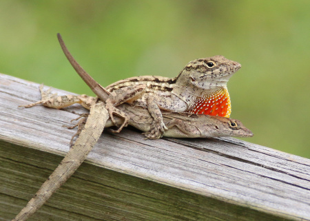 Some would say I shouldn't interrupt such a private moment. My fellow photographers would say they shouldn't do this in public, if they don't want us to snap. Ever wondered what that bright orange skin looking a bit like a strawberry is? It's called a dewlap, and it's primarily used to threaten other lizards and invaders into the lizard's territory (such as photographers).