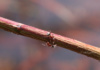 A Meeting Between Two Florida Fire Ants Takes Place In The Middle Of A Twig.