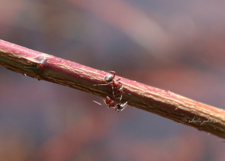 A meeting between two Florida Fire Ants takes place in the middle of a twig.