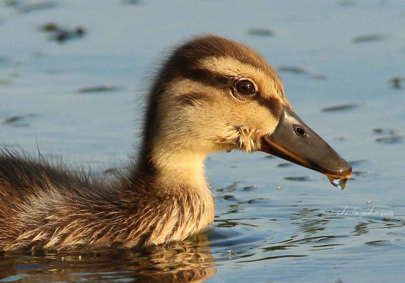 A Super-Cute Duckling Takes A Swim In The Gunpowder River, Joppa, Maryland. I Recently Learned That Ducklings Can Be Self-Sufficient From The Day They Hatch.