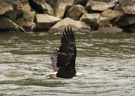 This Bald Eagle is looking pretty fierce, though his catch of the day is awfully tiny. I guess just being an Eagle is reason enough to put your fierce face on.