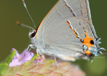 In the heat of the Florida summer at Allapattah Flats in Palm City, Florida, you can find the Bartram's Scrub Hairstreak Butterfly flitting about among the wildflowers, as well as many other butterfly species. There are few ways as fabulous as this to play hookie!