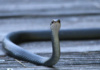 This Tiny Black Snake Thinks He&#039;S A Big Shot. He&#039;S Blocking The Way To The Boardwalk, Until I Take Just One Step Forward.
