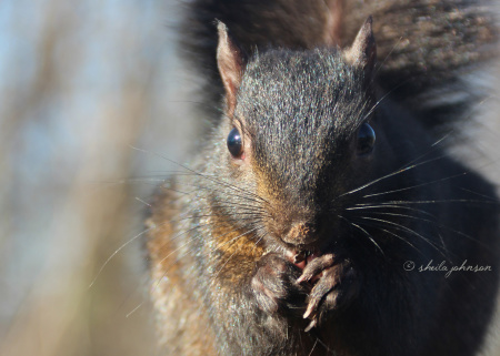 Though the sunlight makes him look like a typical Gray Squirrel, this is a Black Squirrel (a melanistic subgroup of the Gray). In the United States, they're common in the Northeast and Midwest.