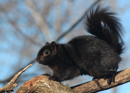 A Black Squirrel treads cautiously on a branch. Black squirrels are a melanistic subgroup of the gray squirrel, and, in the United States, are common in the Northeast and Midwest.