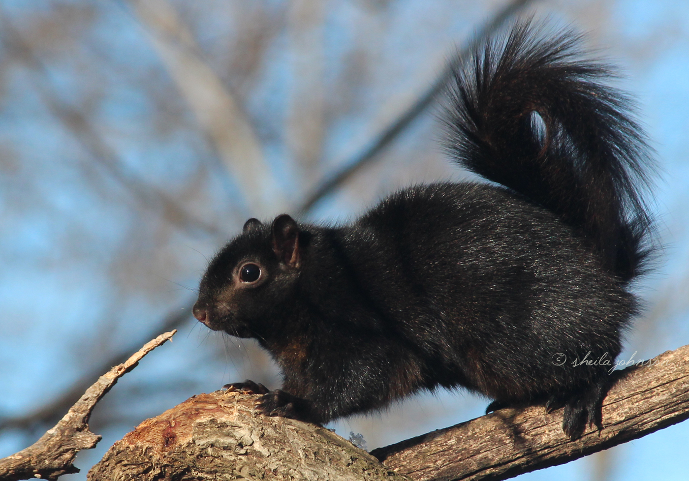A Black Squirrel Treads Cautiously On A Branch. Black Squirrels Are A Melanistic Subgroup Of The Gray Squirrel, And, In The United States, Are Common In The Northeast And Midwest.
