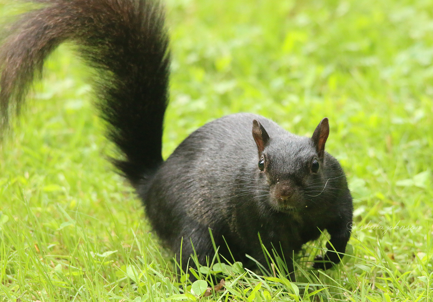 This Little Black Squirrel Is So Darned Chipper, And That Wiry Whisker In The Wind Adds To His Charm. Black Squirrels Are A Melanistic Variation Of The The More Common Gray Squirrel.