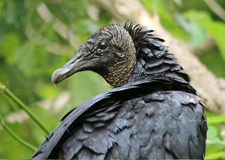 Only look back to see how far you've come. Otherwise, look forward, Black Vulture!