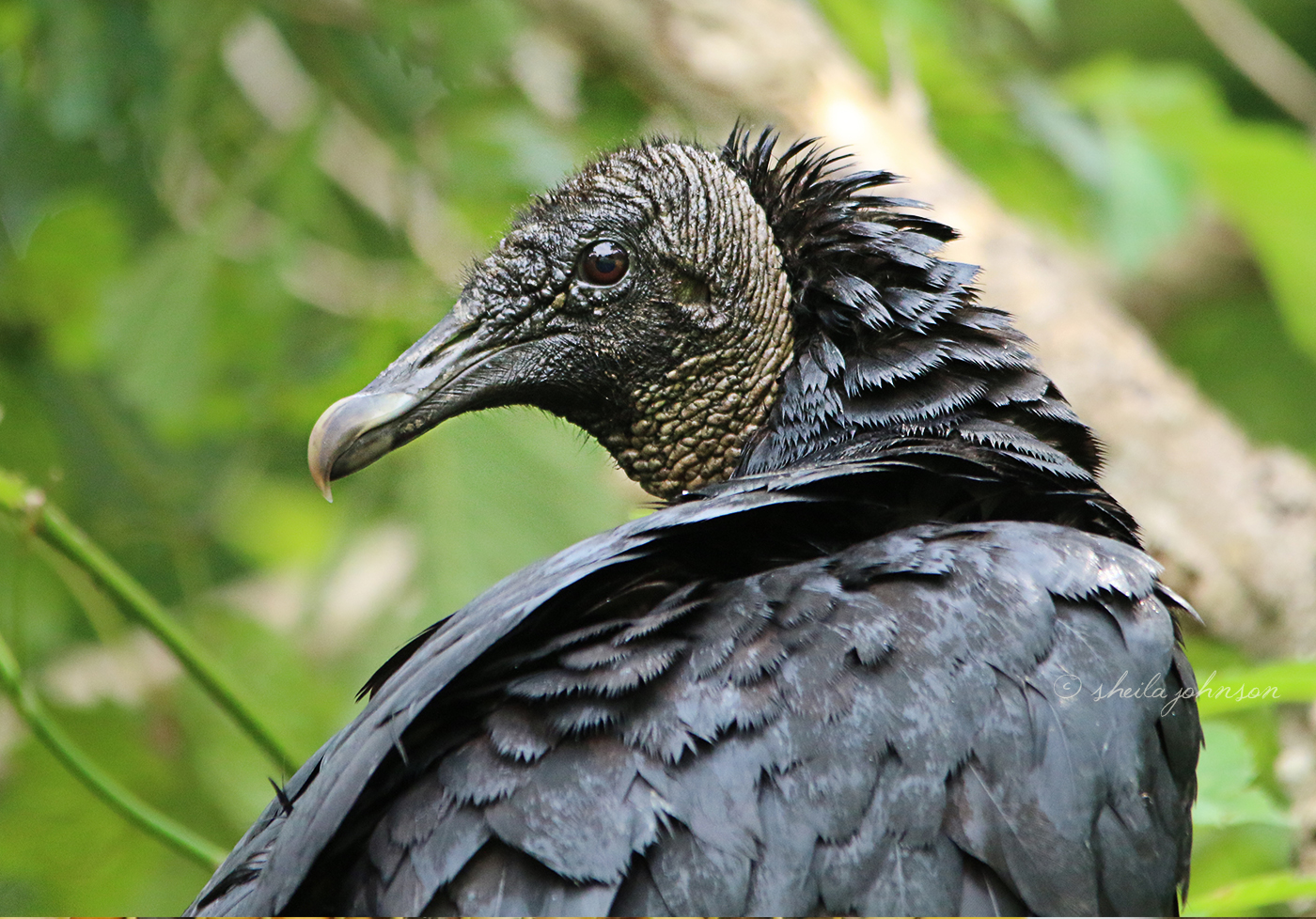Only Look Back To See How Far You've Come. Otherwise, Look Forward, Black Vulture!