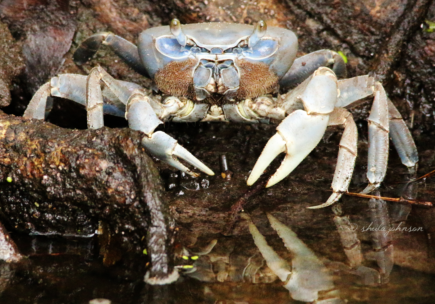 This Blue Crab Appears To Be Sitting On His Own Personal Throne. Sitting Apart From The Other Crabs, Perhaps He Is. That Faux Fu Manchu Sorta Completes The Look!
