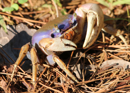 Some Septembers, us Floridians living near the St. Lucie River will find hundreds of these Land Crabs migrating to the river to breed. It's a troublesome time for us humans who attempt to navigate between them. But can you imagine being one of THEM navigating between US?