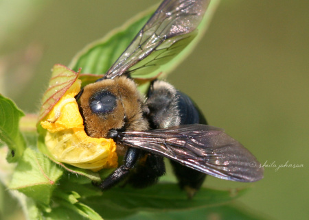 With his head buried deeply into a yellow wildflower, this Bumble Bee takes his work seriously.