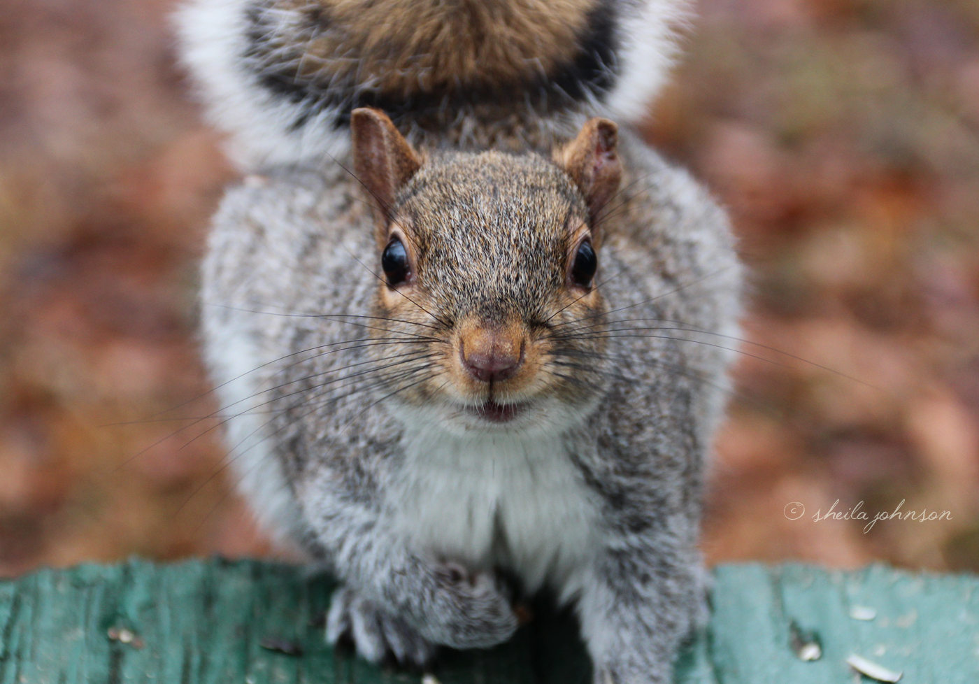 The Squirrels At Mariner Point Park, Joppa, Maryland, Are Shameless, And Many Park Patrons Bring Bags Of Nuts For The Sole Purpose Of Feeding These Little Cuties.