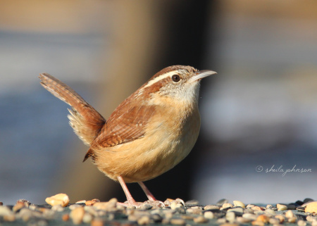 Some will tell you the Carolina Wren is a shy little bird. That has not been our experience. They are common and friendly at Mariner Point Park in Joppa, Maryland.