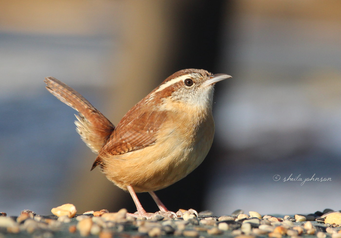 Some Will Tell You The Carolina Wren Is A Shy Little Bird. That Has Not Been Our Experience. They Are Common And Friendly At Mariner Point Park In Joppa, Maryland.