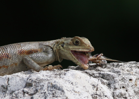 It&amp;#039;s a rare thing to see the Agama Lizard family at Kiplinger Preserve, Stuart, Florida feasting. Of all things, to see this one feasting on a Cicada surely must be even more rare!