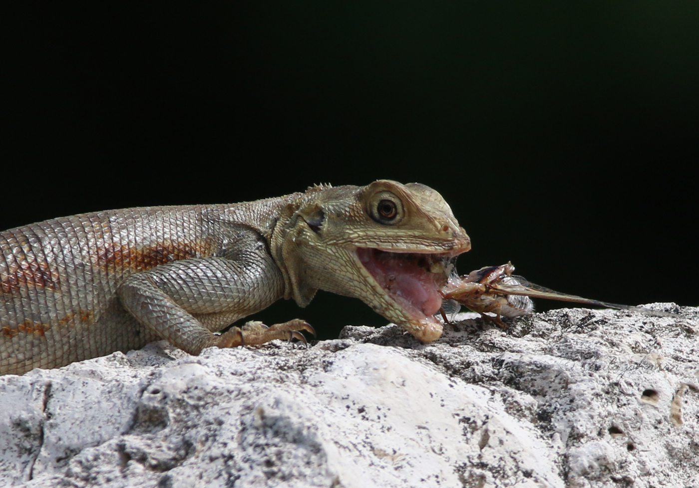 It&Amp;Amp;#039;S A Rare Thing To See The Agama Lizard Family At Kiplinger Preserve, Stuart, Florida Feasting. Of All Things, To See This One Feasting On A Cicada Surely Must Be Even More Rare!
