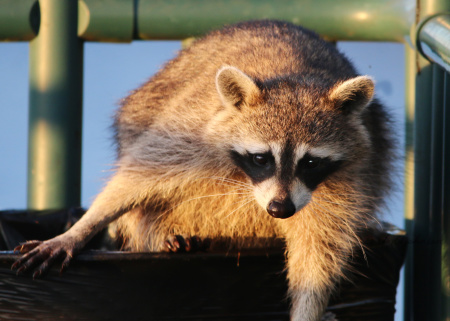Not 'committed' as in psych ward; 'committed' as in doing whatever it takes to get the job done. This Florida raccoon puts the 'dive' in 'dumpster diving'!