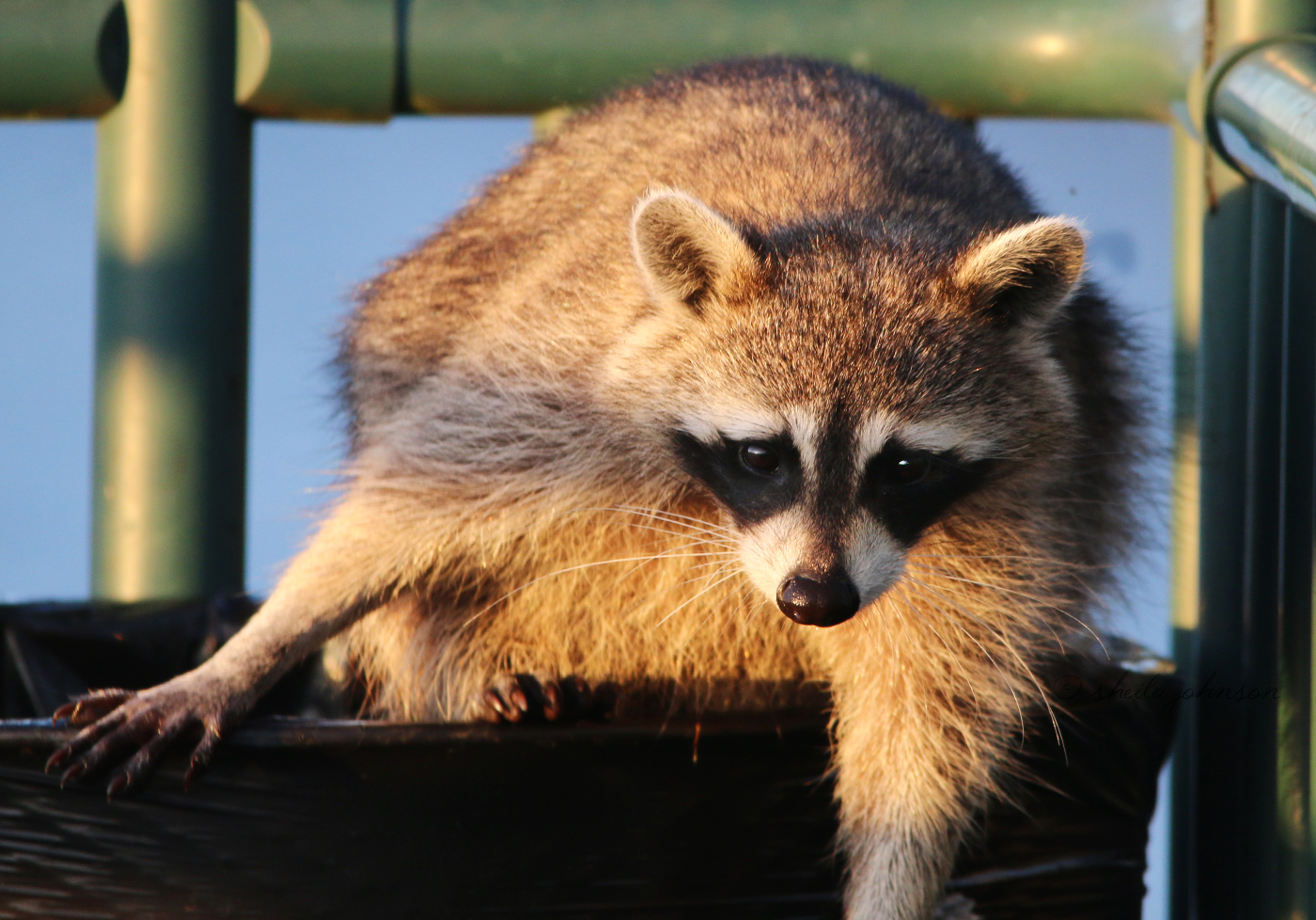 Not 'Committed' As In Psych Ward; 'Committed' As In Doing Whatever It Takes To Get The Job Done. This Florida Raccoon Puts The 'Dive' In 'Dumpster Diving'!
