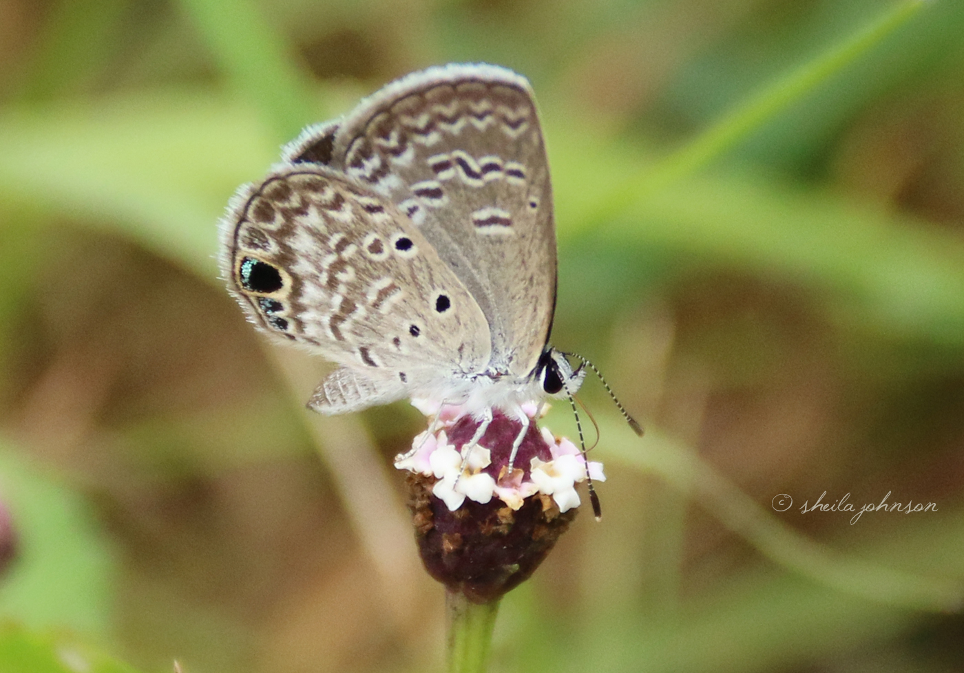 Look As We May, We See Nothing 'Common' About The Common Cerulean Butterfly. Take Note Of The Heart Spots On Its Wing -- Another Example Of 'Hearts In Nature.'' Here, This One Sits Upon A Wildflower, Looking Like A Wildflower Itself.