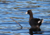 The American Coot Is One Of Few Florida Birds Which Sport Primarily Black Feathers. Though Often Mistaken For Ducks, They&Amp;Amp;#039;Re Not Even Related To Them. Coots Are In The Family Rallidae (Rails), Which Includes The Gallinules.