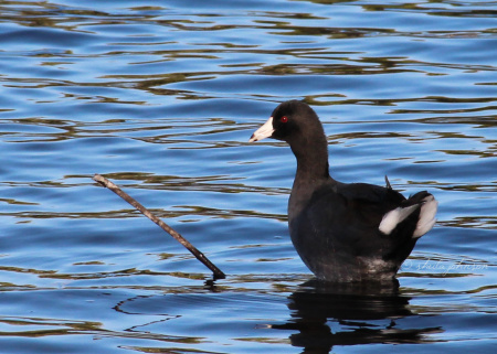 The American Coot is one of few Florida birds which sport primarily black feathers. Though often mistaken for ducks, they&amp;#039;re not even related to them. Coots are in the family Rallidae (Rails), which includes the gallinules.