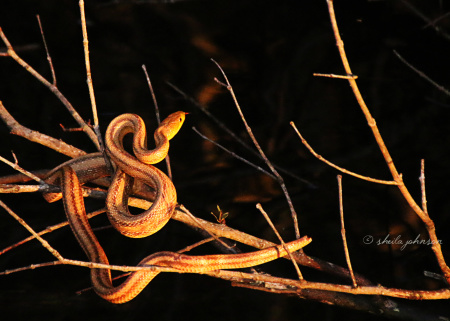 This Corn Snake was eager to get a taste of a little mouse who had made her home in a nearby branch. The little mouse was, however, protecting her babies, and defending her little nest like a bear. She actually bit the snake, and it went slithering away.
