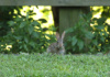 A Little Eastern Cottontail Pretends He's A Statue In Between Bites At Mariner Point Park In Joppa, Maryland.