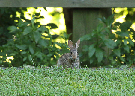 A little Eastern Cottontail pretends he's a statue in between bites at Mariner Point Park in Joppa, Maryland.