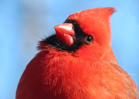 A male Northern Cardinal cocks his head, as though thinking, 'What shall we do THIS day?'