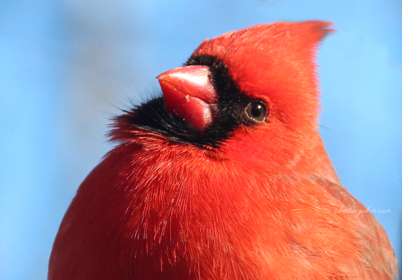 A Male Northern Cardinal Cocks His Head, As Though Thinking, &#039;What Shall We Do This Day?&#039;